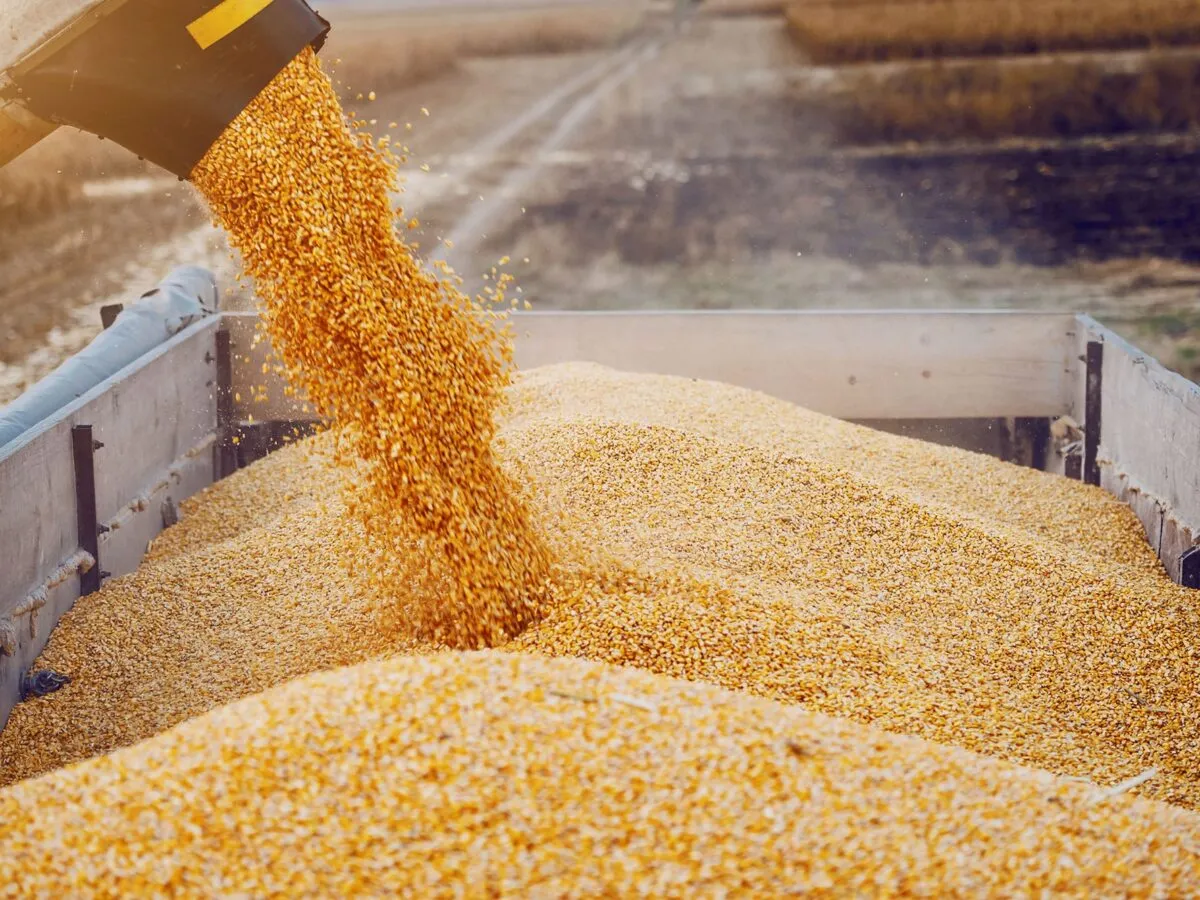 تواصل شحن كميات معتبرة من مادة الذرة عبر أربعة موانئ