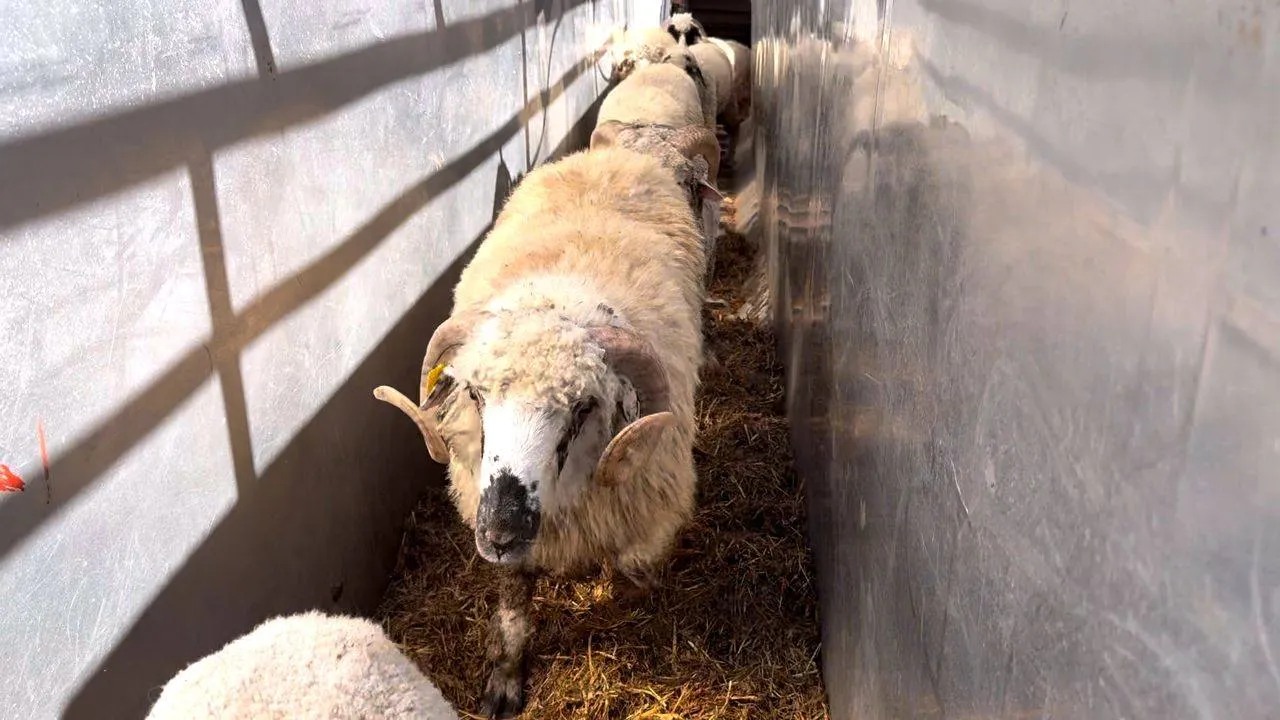 رُسو باخرة محمّلة بـ 7 آلاف رأس غنم بميناء وهران