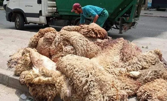 انطلاق عملية جمع جلود الأضاحي عبر مختلف ولايات الوطن