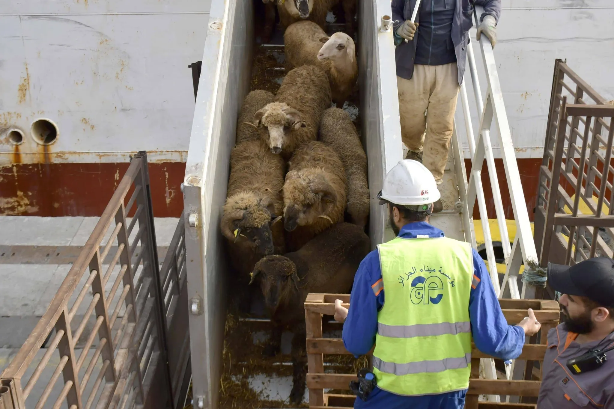 رسو باخرة بميناء الجزائر وعلى متنها شحنة معتبرة من الأغنام المستوردة