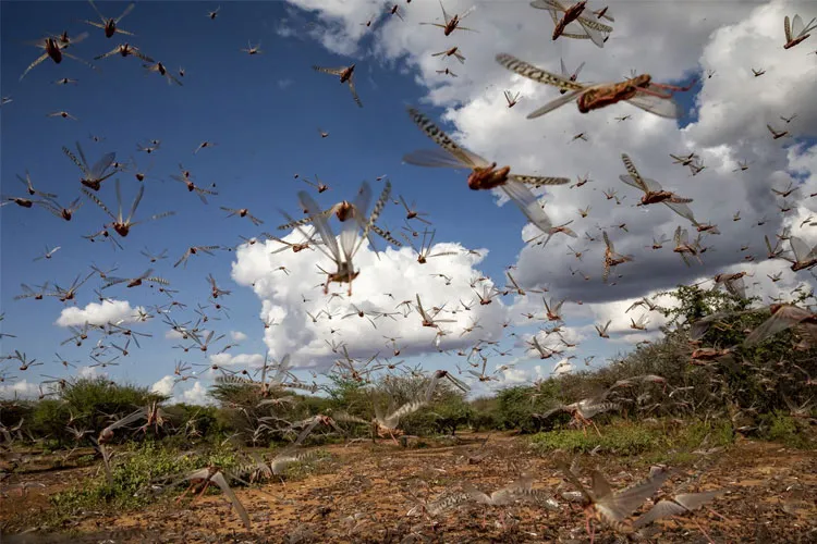 تعزيز آليات الرصد والمتابعة لمكافحة انتشار الجراد عبر ولايات الجنوب