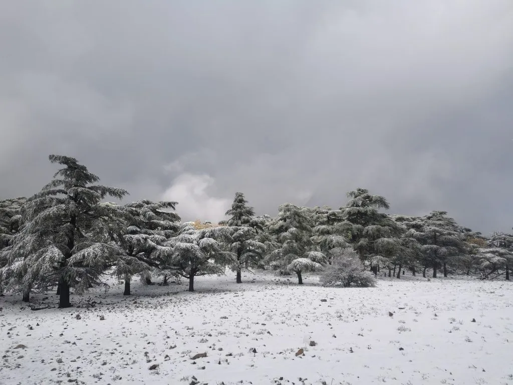 أمطار ثلوج ورياح قوية في هذه الولايات