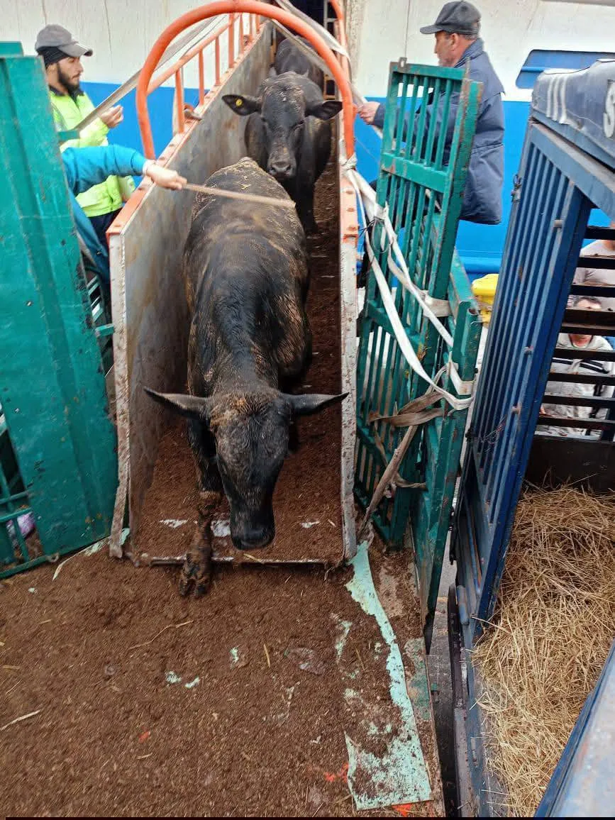 ميناء بجاية يستقبل 2024 رأس من العجول قادمة من البرازيل