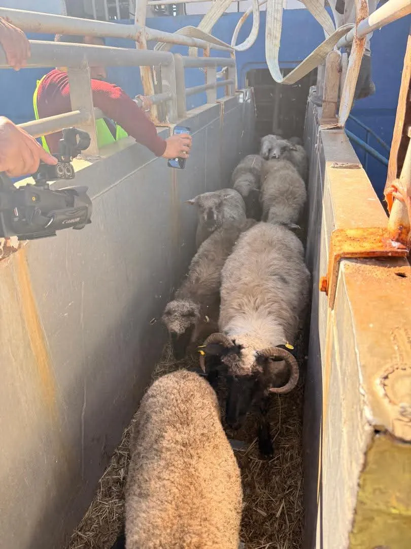 وصول شحنة جديدة من أضاحي العيد المستوردة إلى ميناء تنس