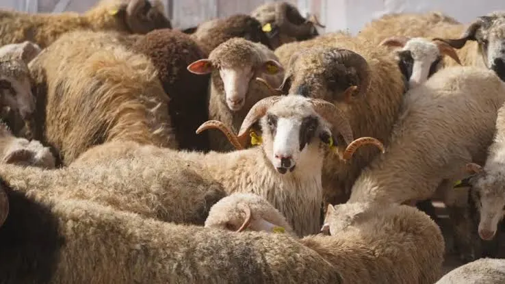 وصول شحنة من 12 ألف رأس غنم قادمة من اسبانيا