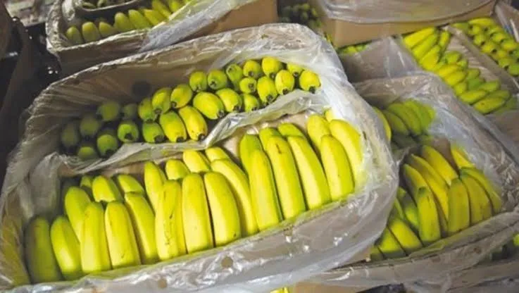 سوق أهراس.. حجز 4 قناطير من الموز كانت موجهة للمضاربة