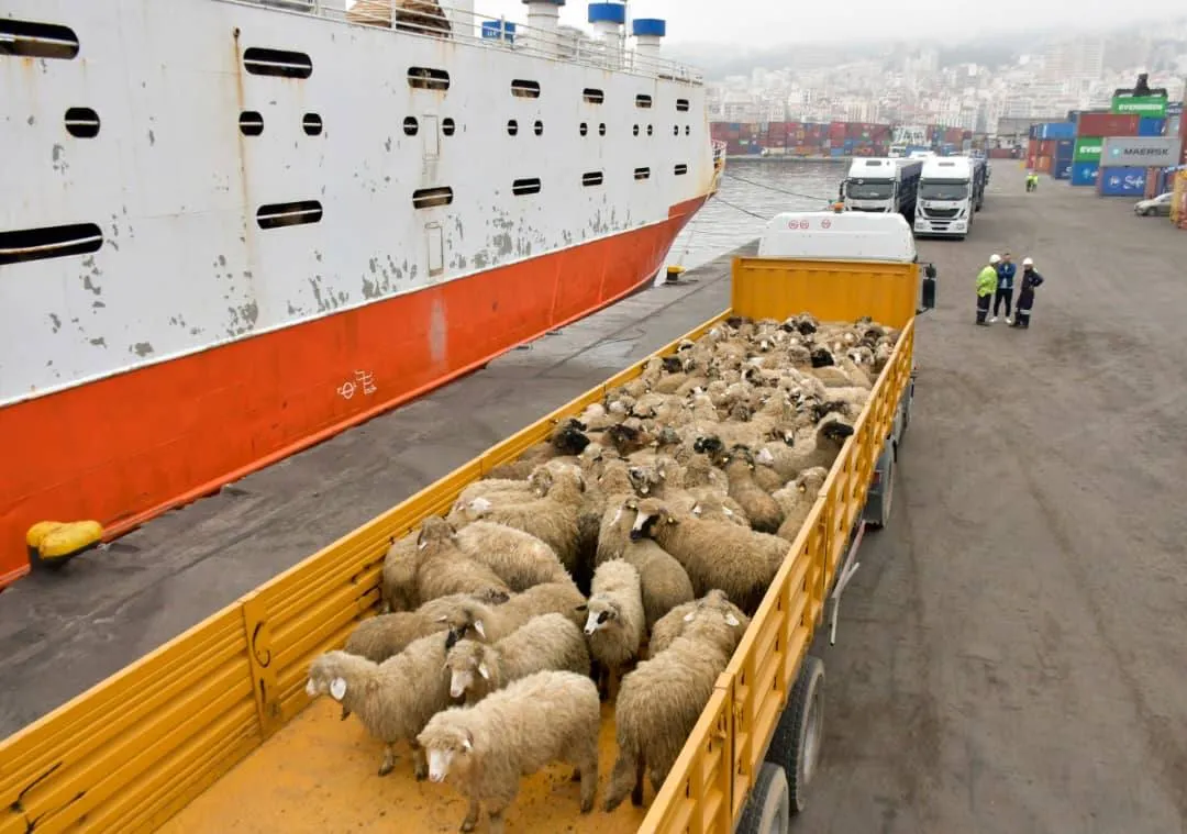شحنة جديدة من الكباش المستوردة تصل إلى ميناء الجزائر