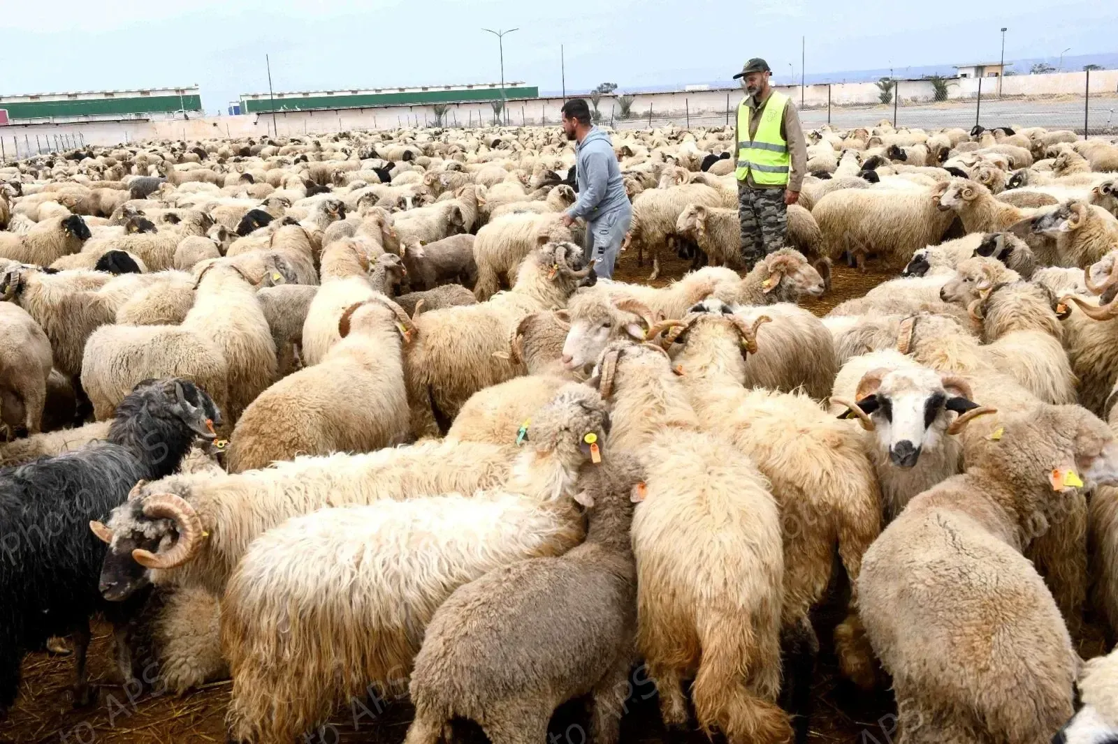 انطلاق بيع أضاحي العيد المستوردة بعنابة