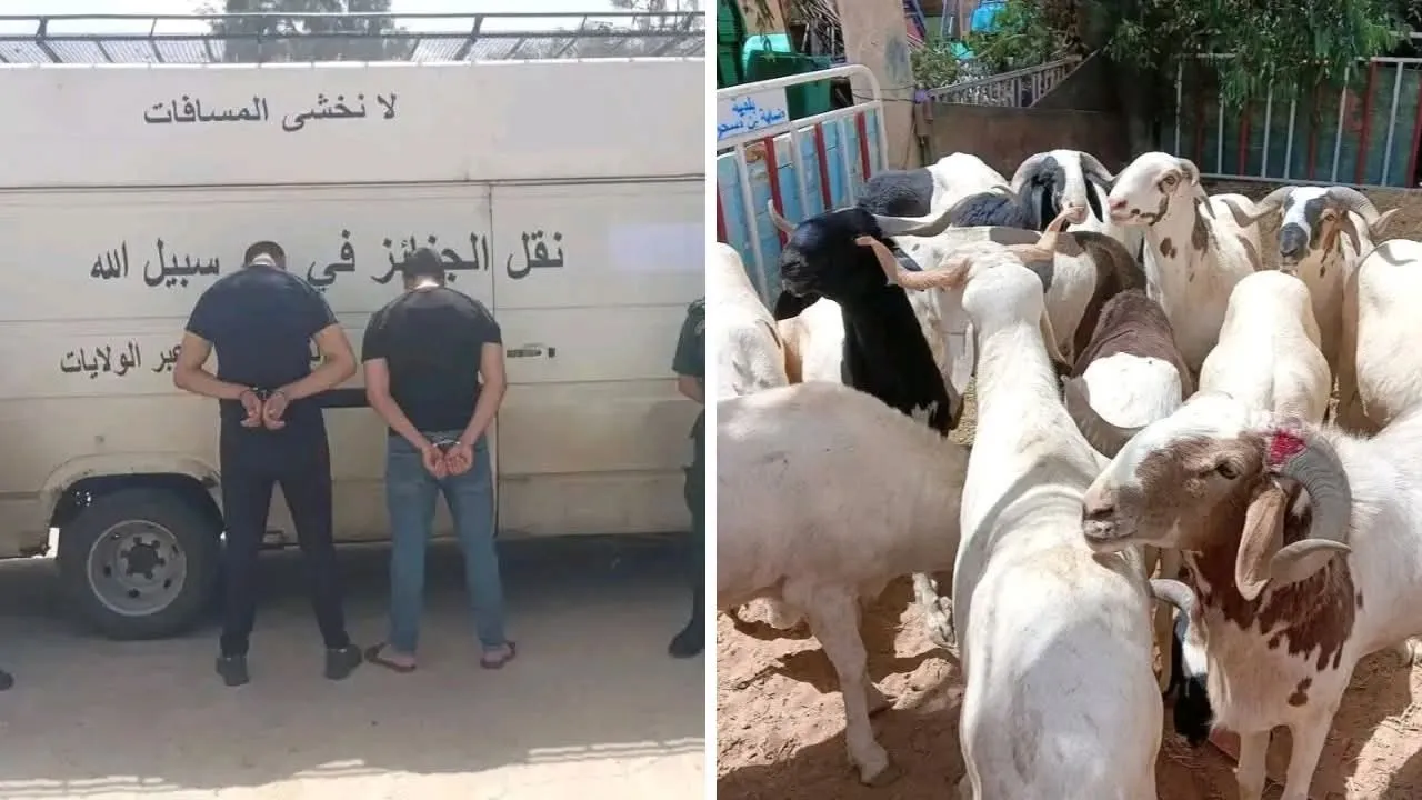 إحباط تهريب 18 رأس غنم سيداون داخل مركبة نقل الجنائز