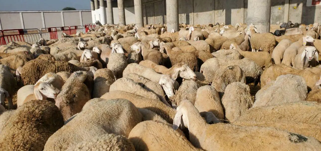 وزارة الفلاحة تواصل توزيع المواشي على المتضررين من الحرائق