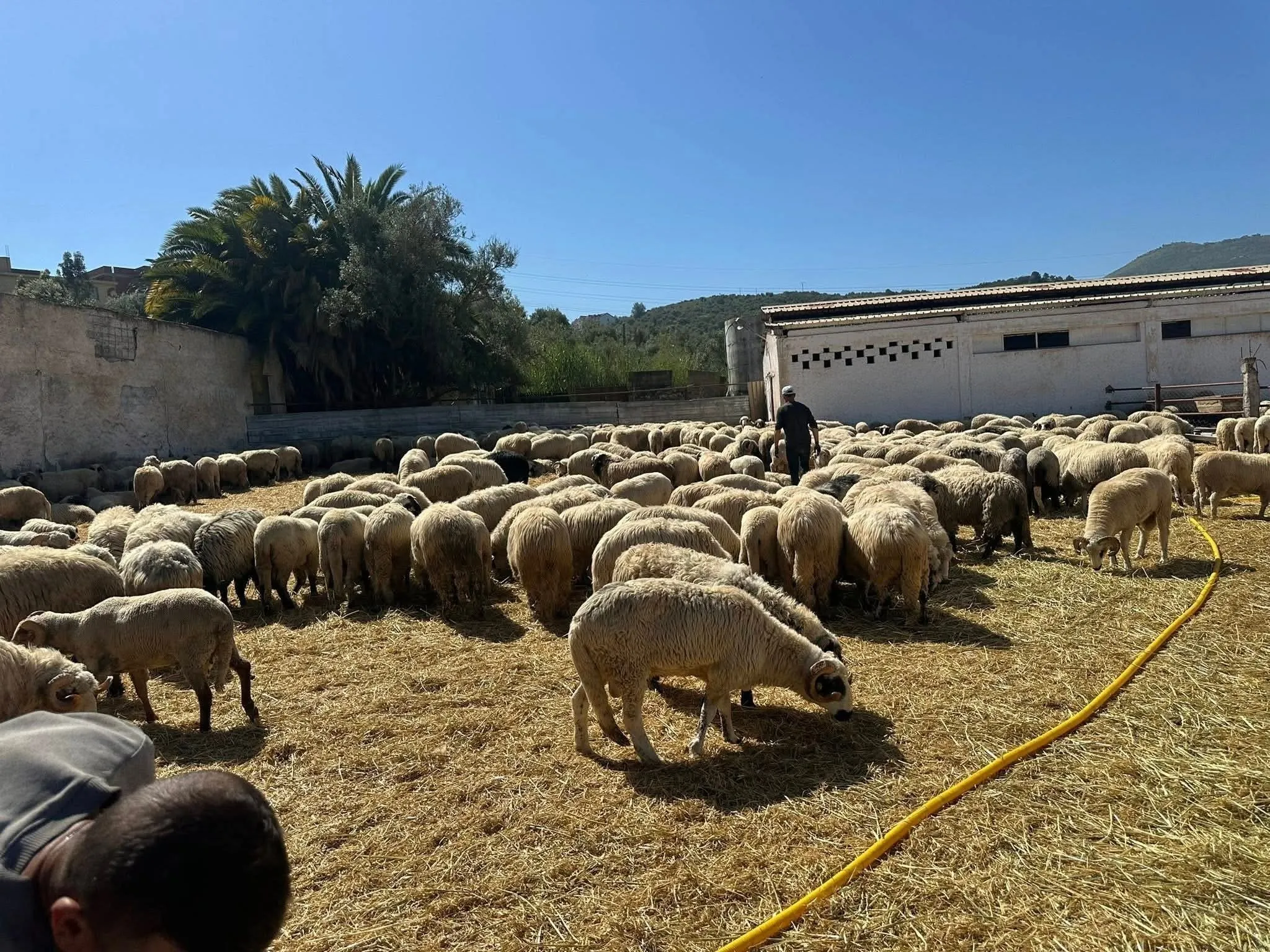 حماية المستهلك تحذر من صفحات مشبوهة تبيع أضاحي العيد