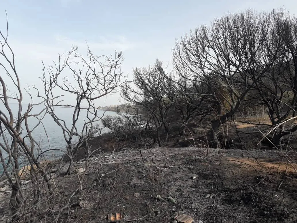 والي تيبازة يكشف حجم الخسائر التي خلفتها الحرائق