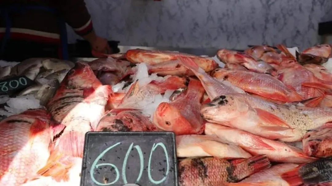 600دج للكيلو غرام سعر البلطي الأحمر