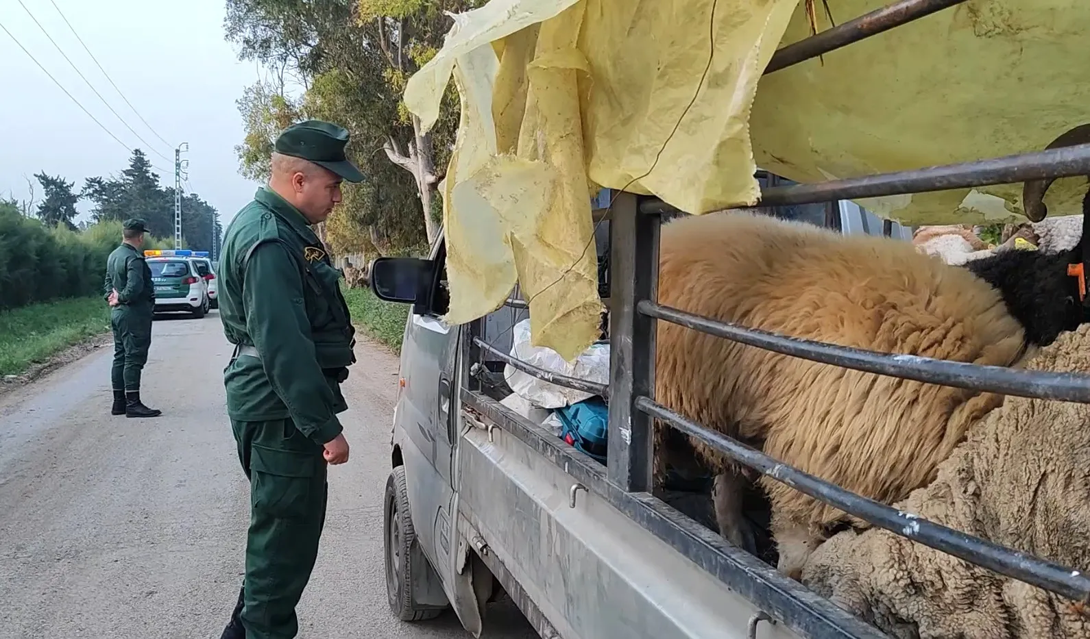 عصابة في يد الدرك قامت بسرقة المواشي المستوردة من رومانيا
