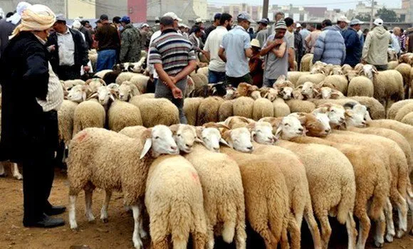 ألفيار تعلن جاهزية الأضاحي المستوردة من رومانيا