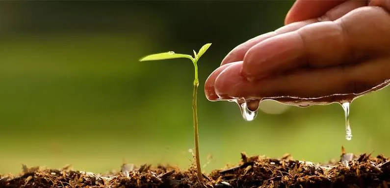 مبادرة مليون شجرة.. المستثمرون مدعوون للمشاركة