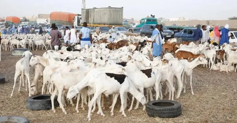 الجزائر تطرح مناقصة لشراء مليون رأس من الأغنام الموريتانية