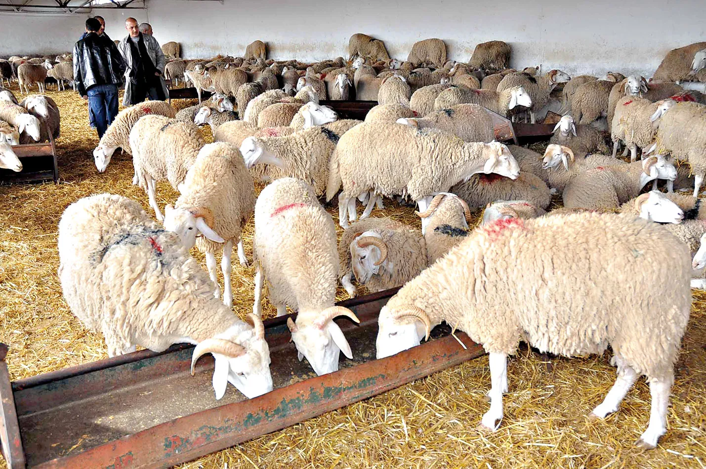 الانتهاء من إعداد مشروع القانون الجديد لتربية الانعام