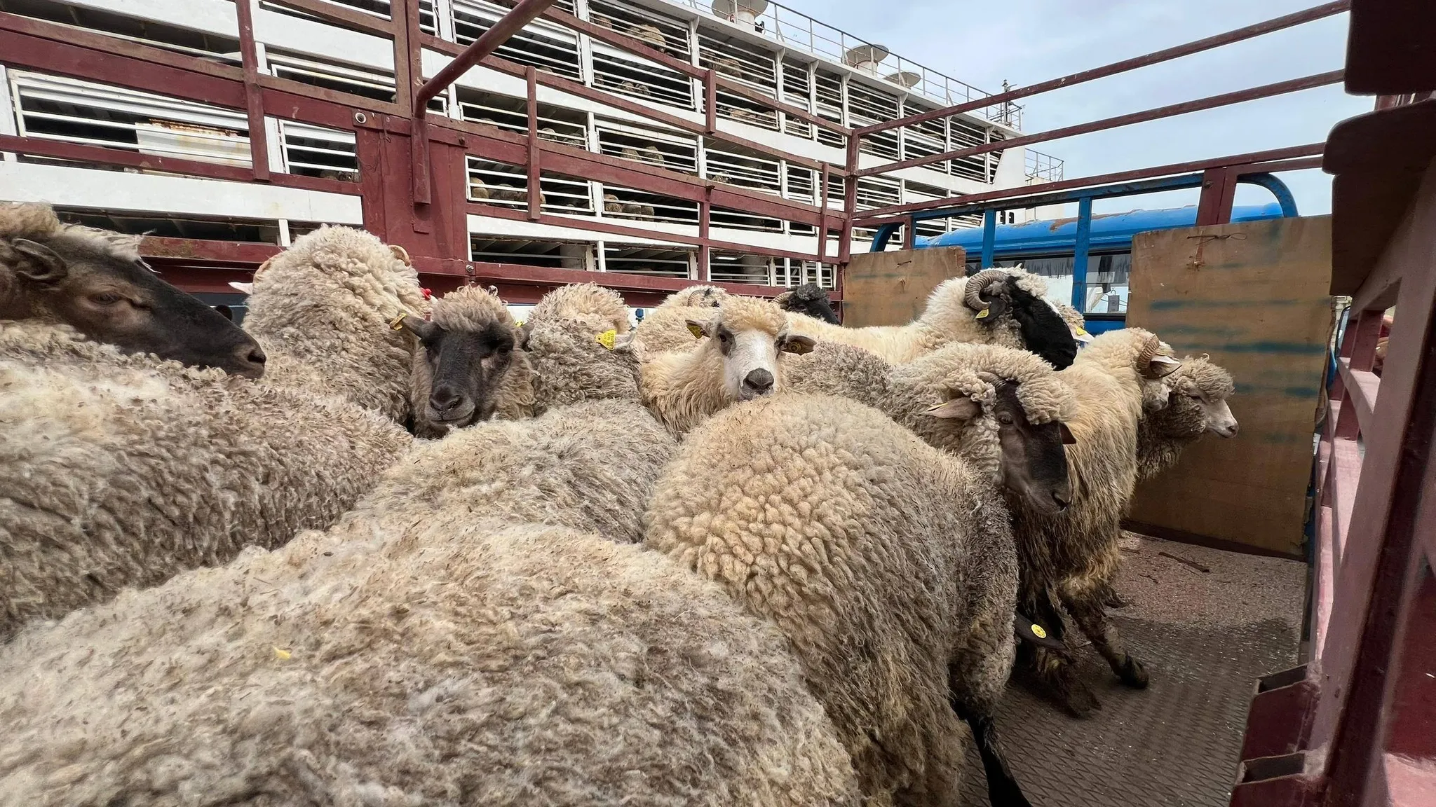 هكذا ستباع أضاحي العيد المستوردة