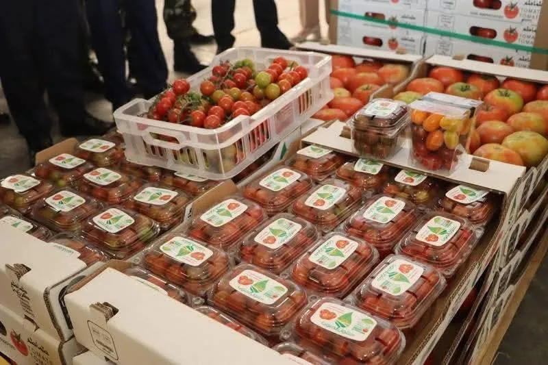 المغير: تصدير 80 طن من منتوج الطماطم نحو إسبانيا