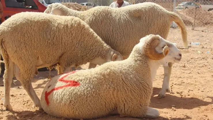 وزارة الصناعة تطلق الحملة الوطنية لجمع جلود الأضاحي