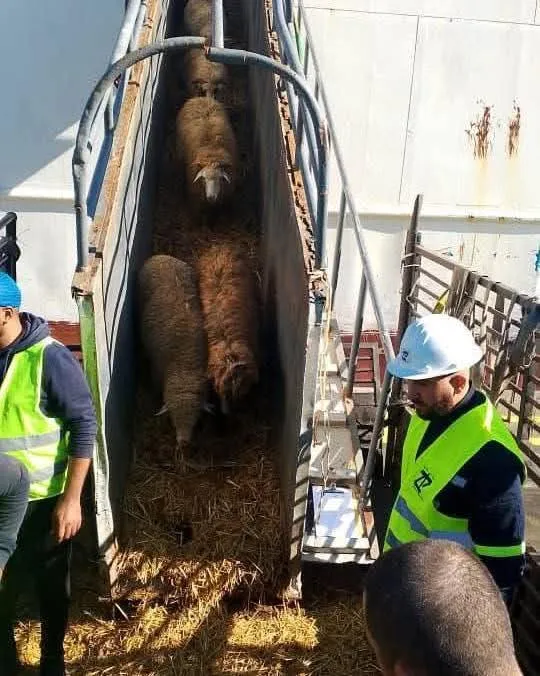 رسو باخرة محمّلة بالأغنام المستوردة بميناء عنابة