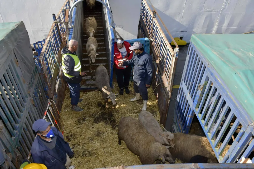ميناء الجزائر يستلم شحنة جديدة من الاغنام المستوردة