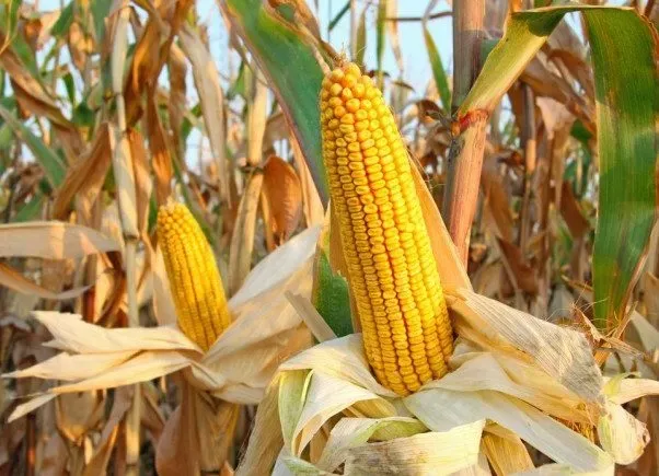 انخراط الجزائر في برنامج لزراعة الذرة الحبية