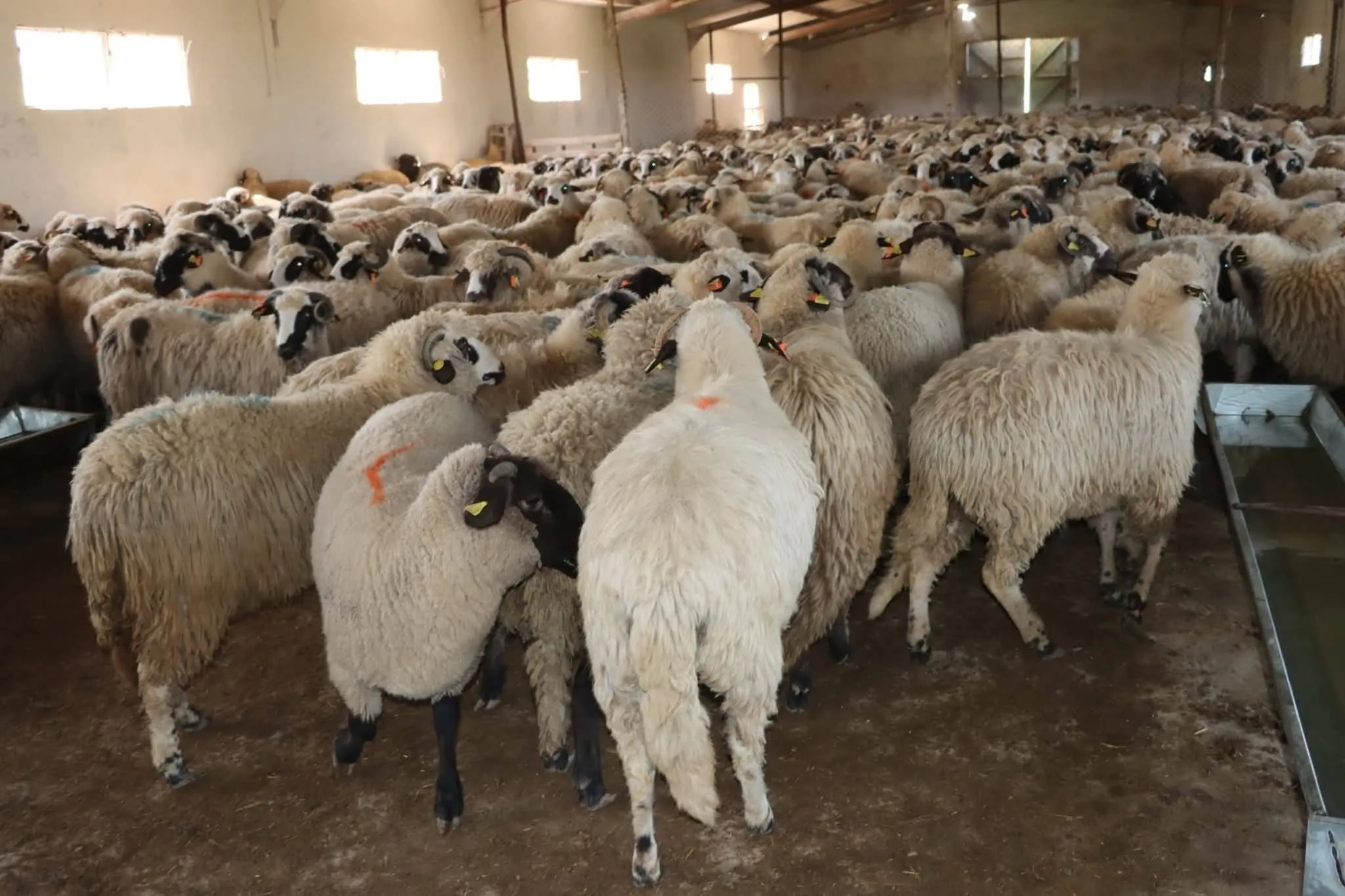 وزارة الفلاحة تكشف كيفية اقتناء أضحية العيد