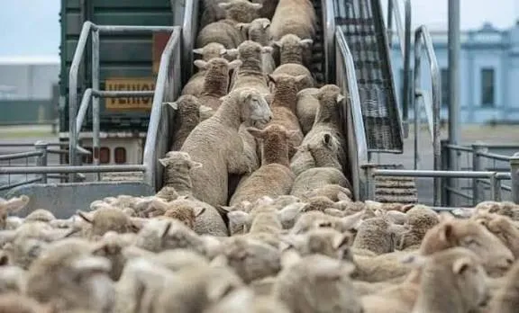 وزارة الفلاحة تصدر بيان مهم خاص باستيراد الأضاحي