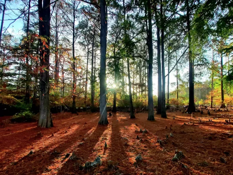 الطارف: ارتفاع محسوس في إنتاج الفلين خلال حملة الجني لسنة 2025