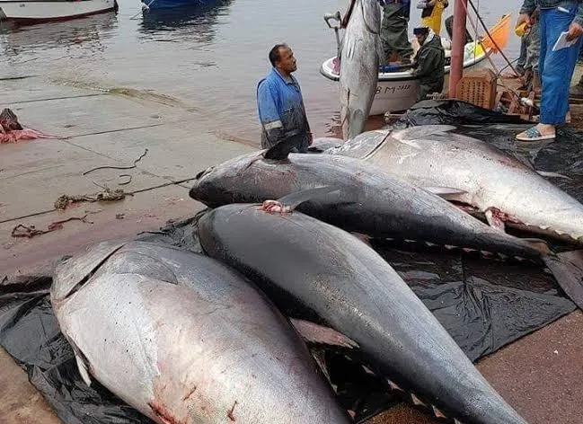 صيد حصة 138 طن من سمك التونة خلال حملة 2025