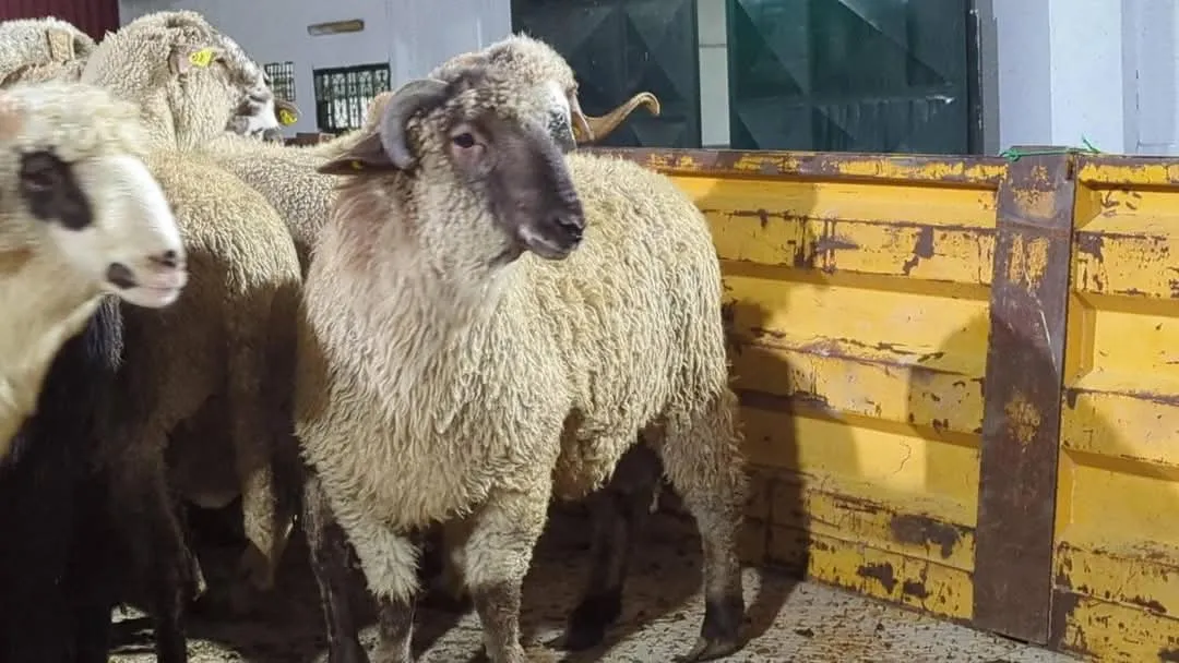 تحديد سعر أضاحي العيد المستوردة هذه السنة