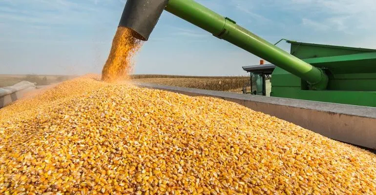 استيراد كميات إضافية من الذرة لتلبية الطلب المتزايد في السوق الوطنية