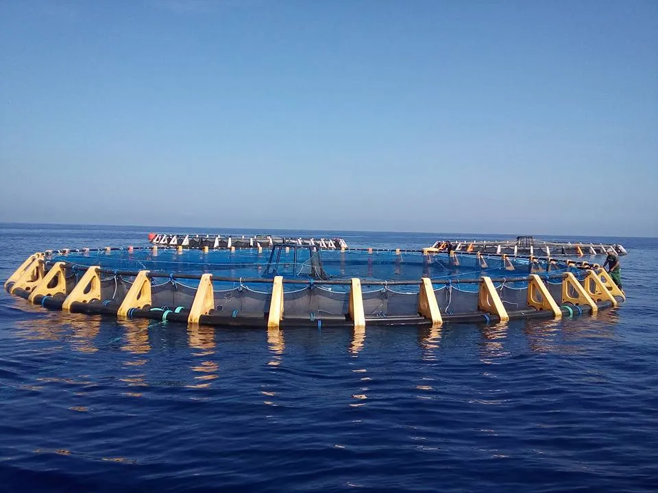 الجزائر تطلق أول منصة رقمية لتسويق منتجات تربية المائيات