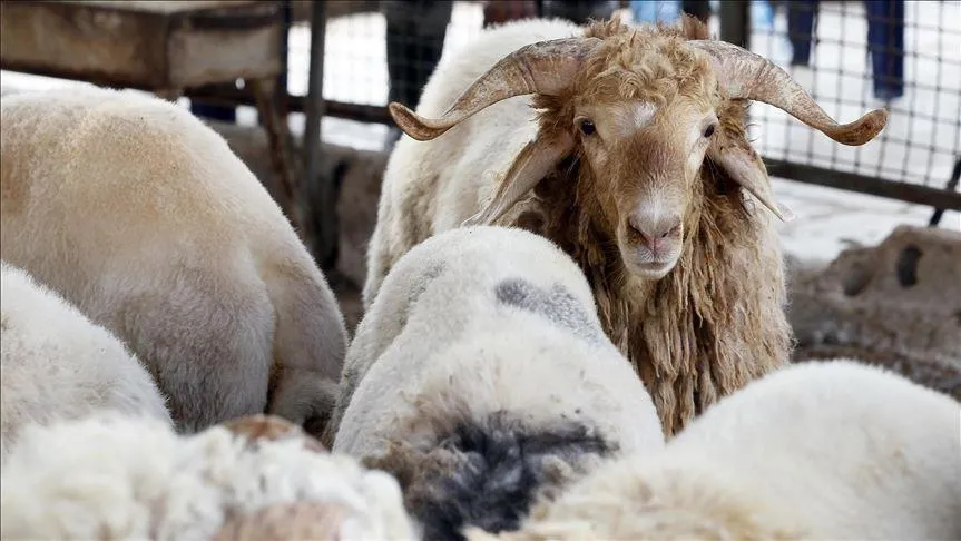 رئيس الجمهورية يأمر باستيراد مليون رأس غنم تحسبا لعيد الأضحى