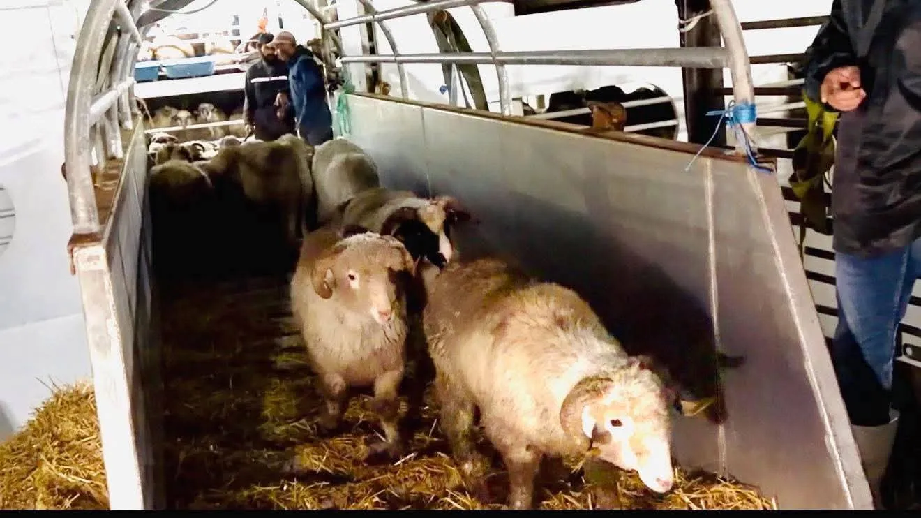 وصول أول شحنة من الكباش الرومانية إلى ميناء سكيكدة