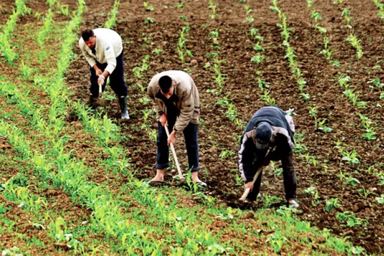 وزيرة التجارة الداخلية: الفلاحون أثبتوا مرارًا قدرتهم على رفع سقف الإنتاج