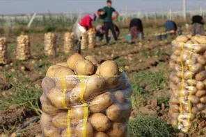 توقع إنتاج أزيد من 10.5 مليون قنطار من البطاطا
