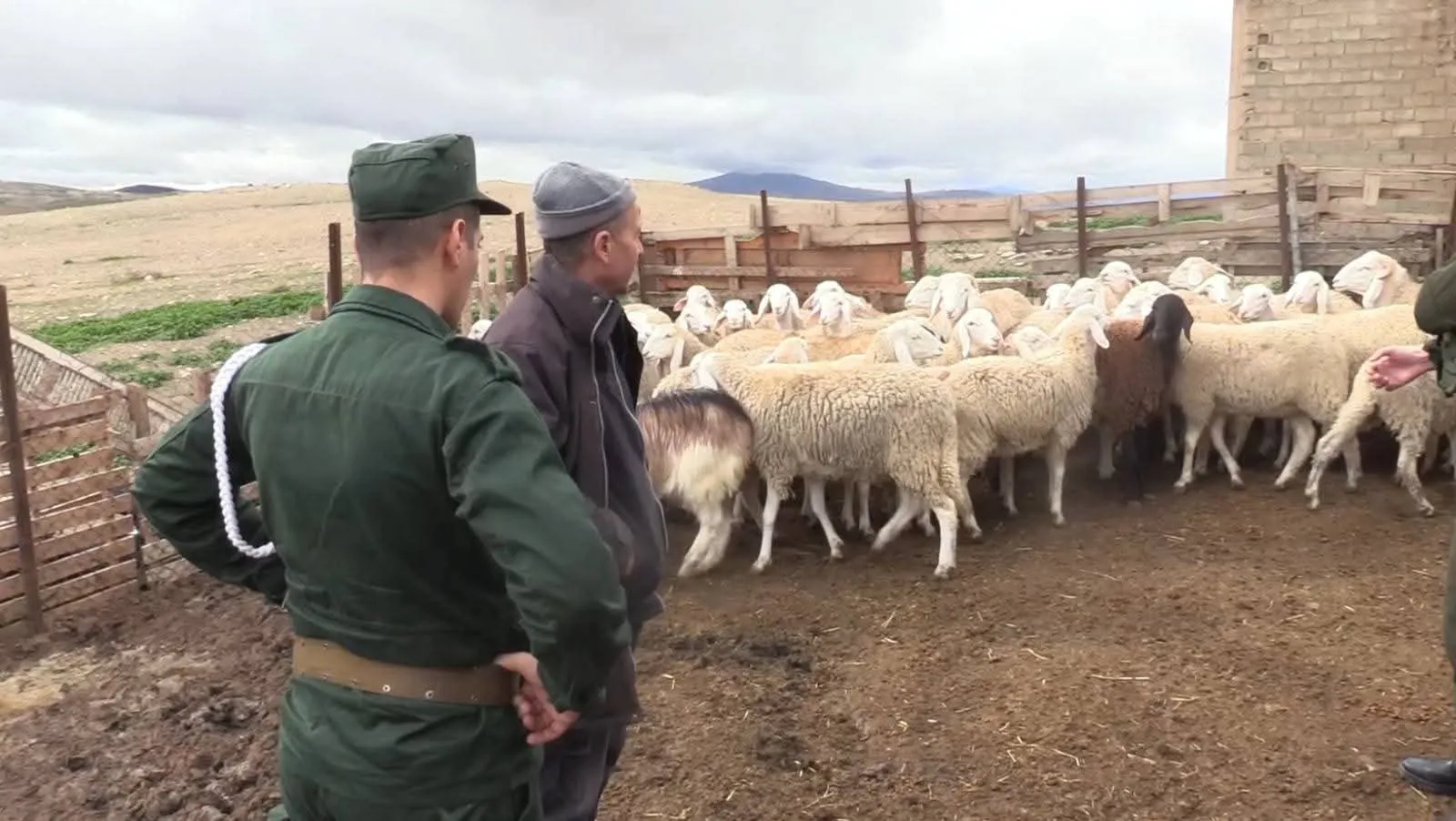 الدرك الوطني ببرج بوعريريج يطيح بعصابة سرقة المواشي