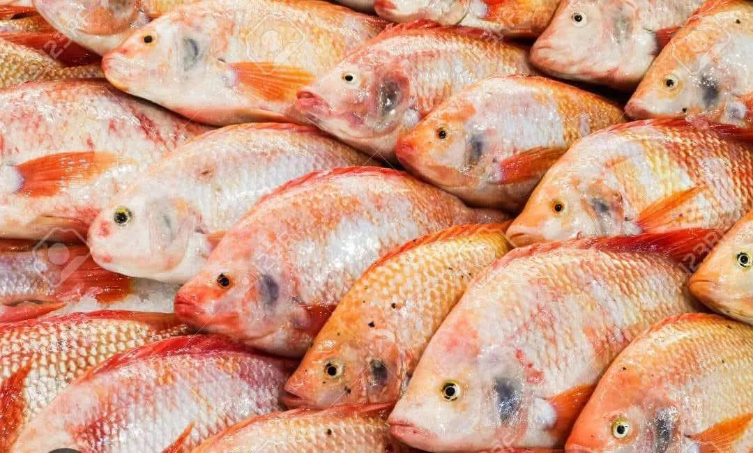 منصة رقمية لتسويق سمك البلطي الأحمر