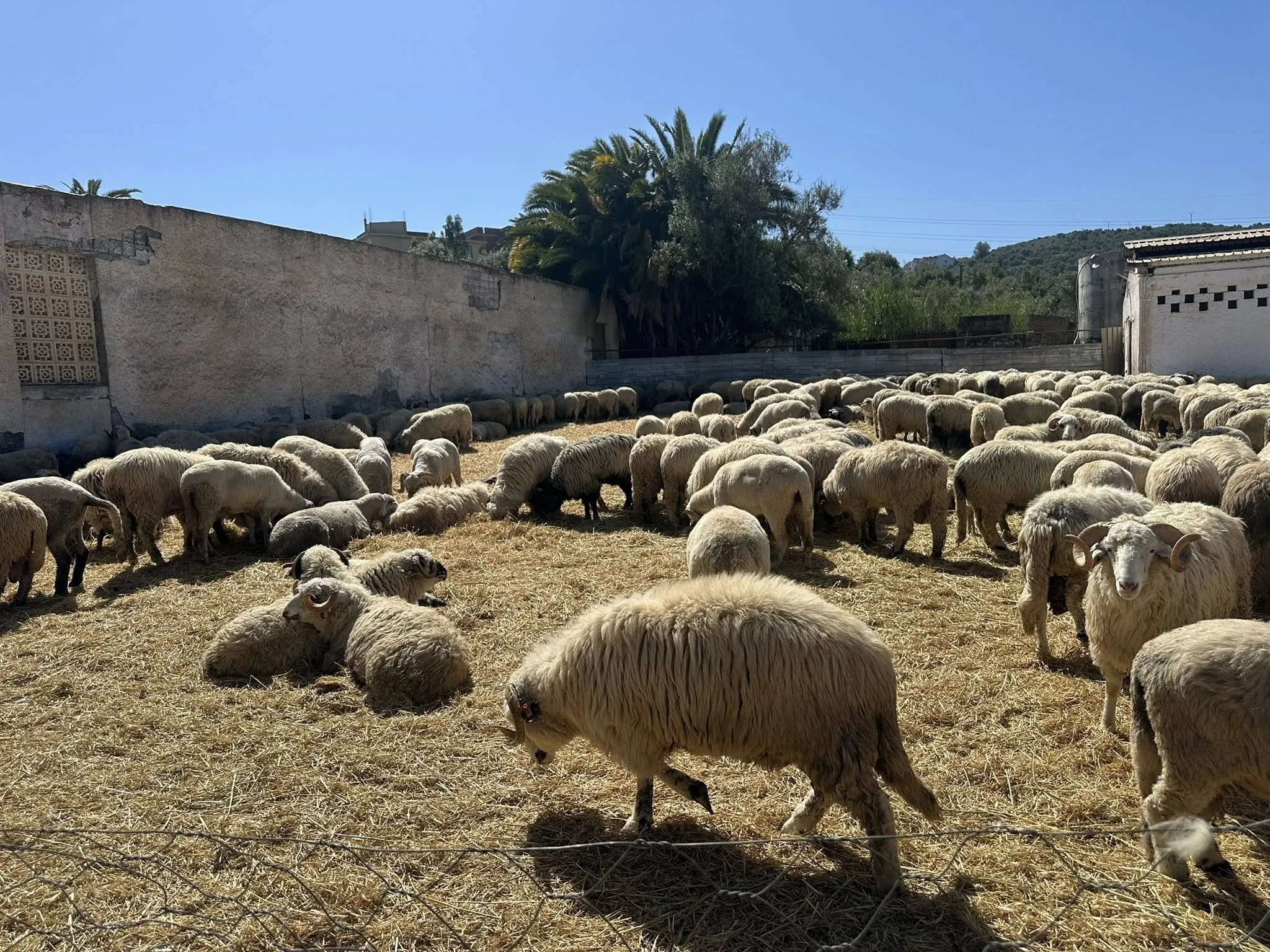 الشروع في بيع الأضاحي المستوردة