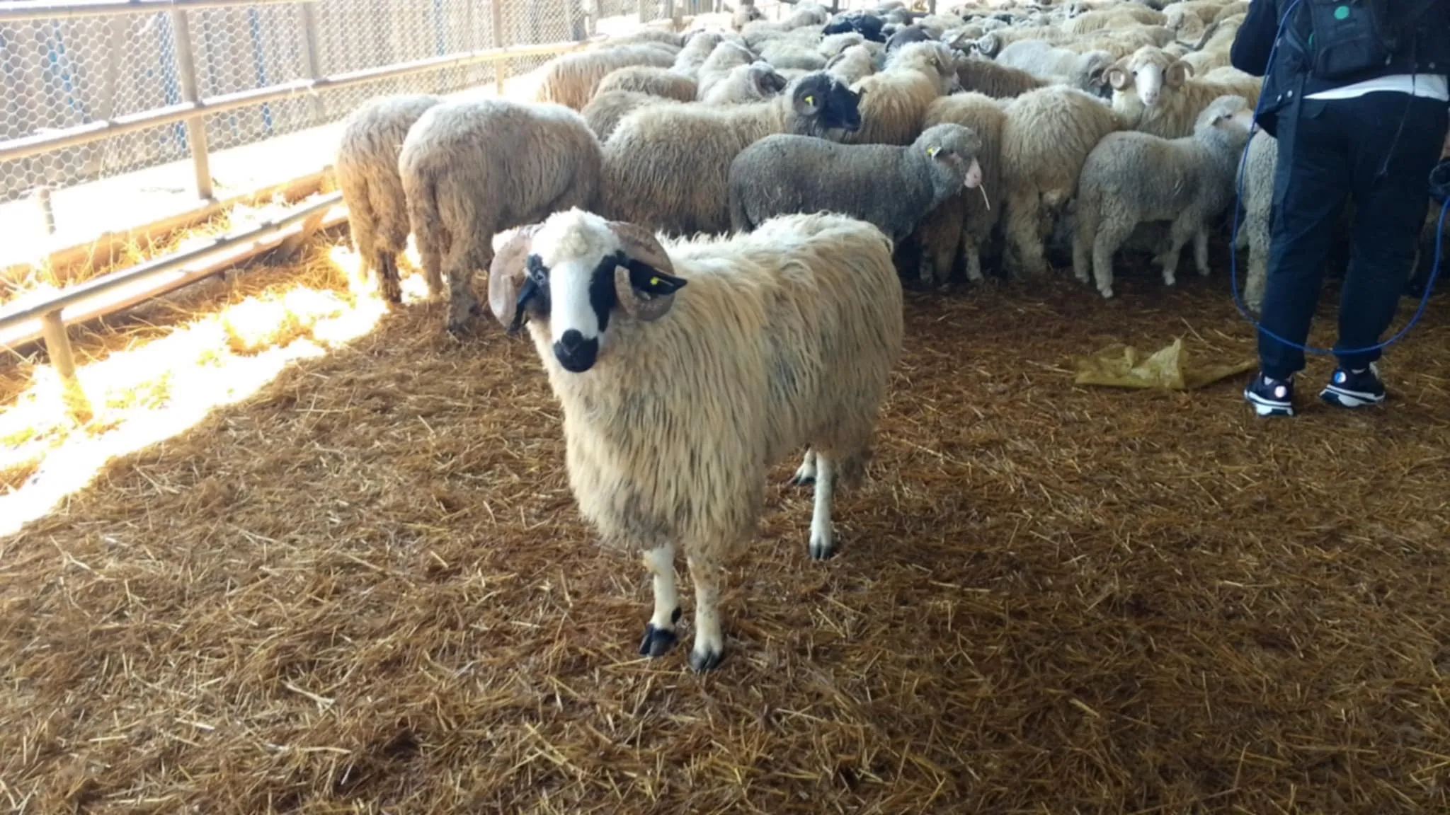 إطلاق منصة جديدة لاقتناء أضاحي العيد وتخفيضات استثنائية