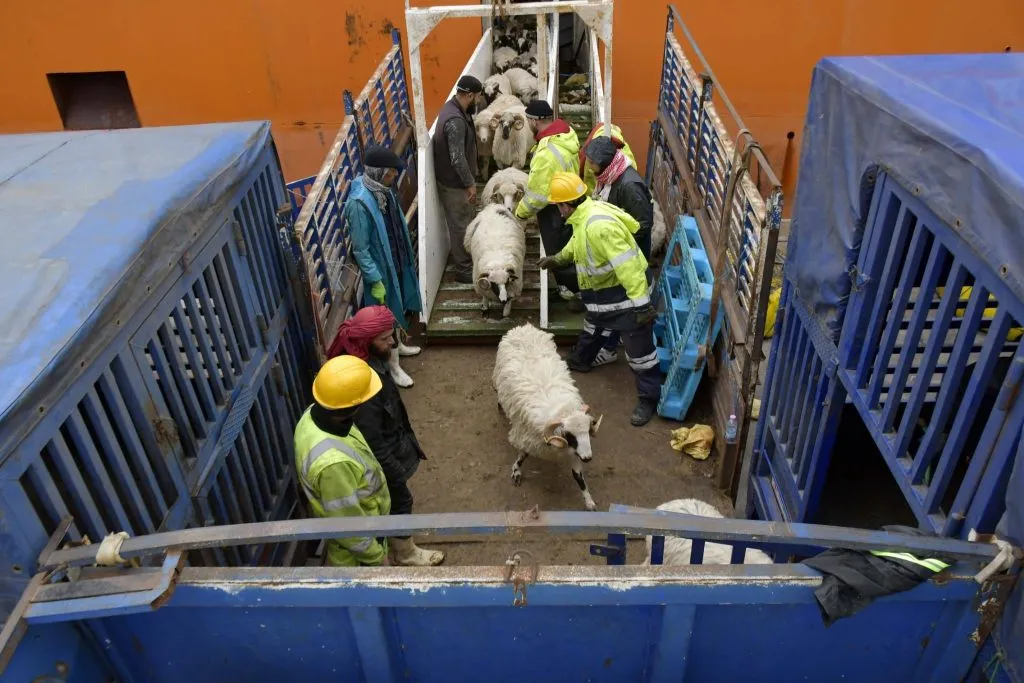 وصول باخرة محملة برؤوس الأغنام المستوردة قادمة من رومانيا