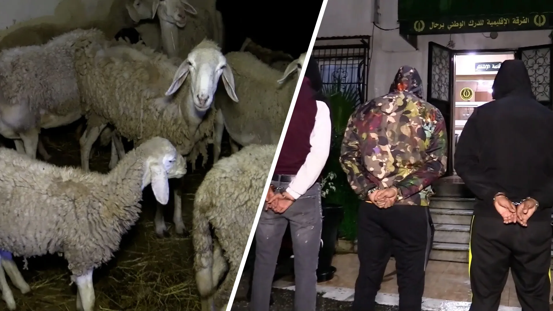 درك عنابة يفكك شبكة لسرقة المواشي ويسترجع 18 رأسًا بعنابة