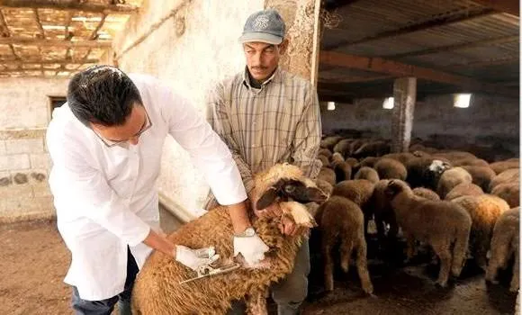 تلقيح أزيد من 244 ألف رأس غنم وماعز بأم البواقي