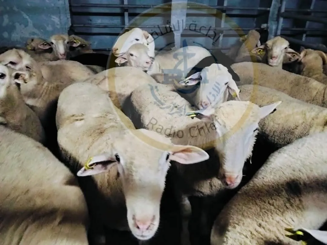 ميناء تنس يستقبل شحنة جديدة من أضاحي العيد