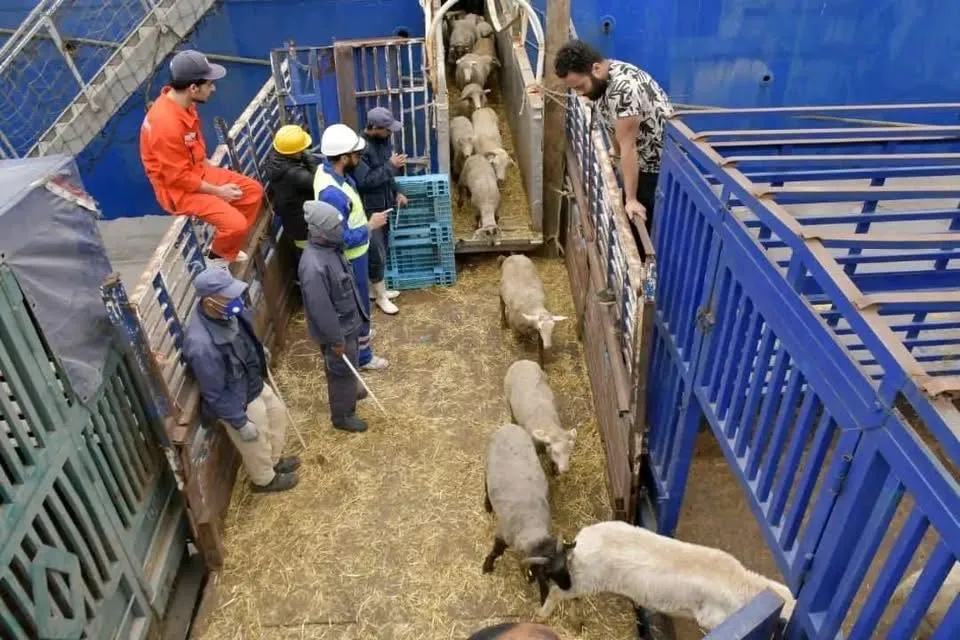 ميناء الجزائر يستقبل شحنة جديدة من الأغنام المستوردة