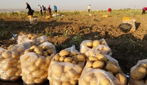 فتح تصدير البطاطا من وادي سوف عبر المعابر البرية