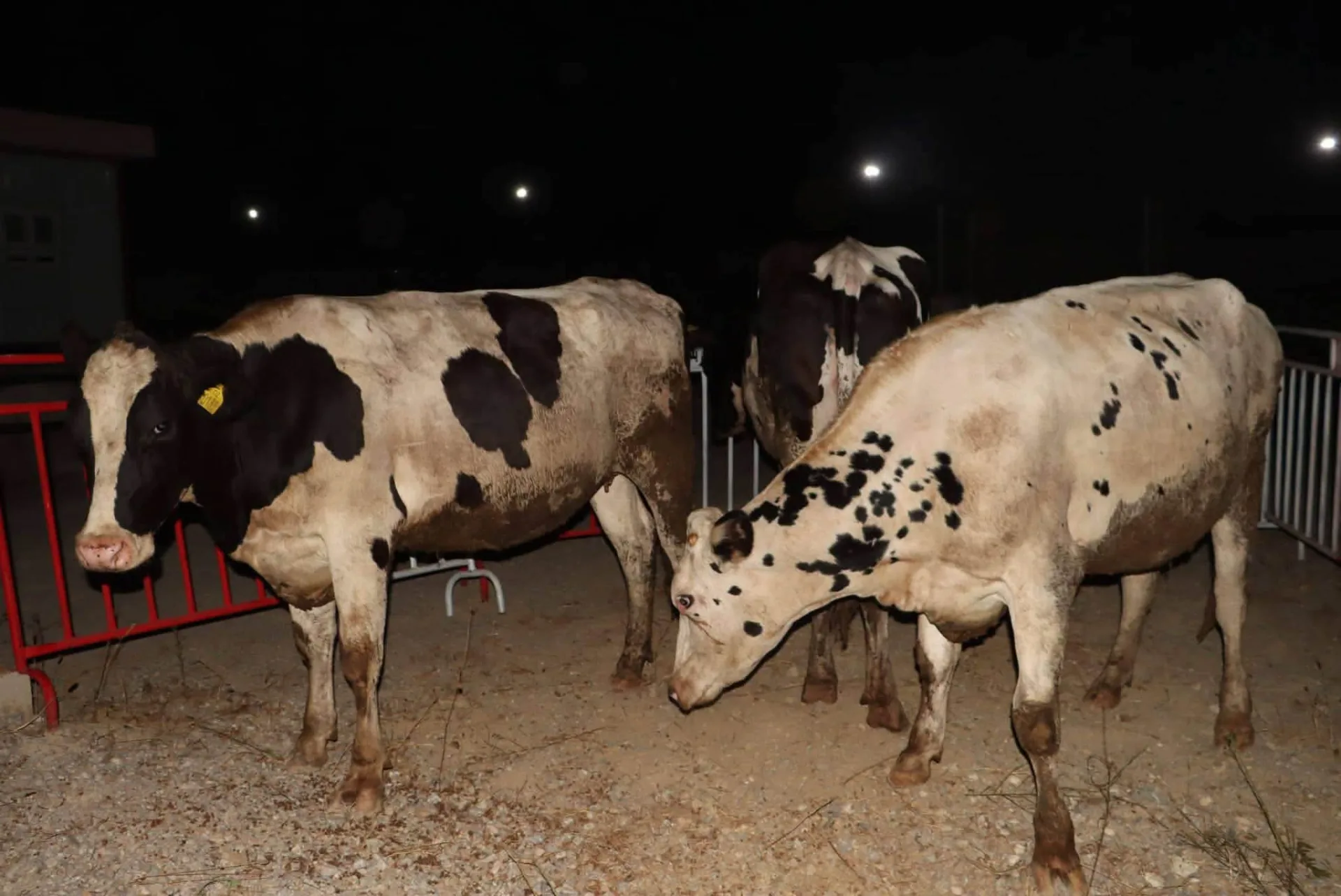 صور..انطلاق عملية توزيع المواشي لفائدة المواطنين المتضررين من الحرائق